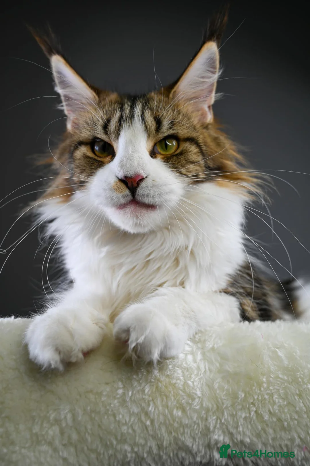 Maine Coon cats for sale:  Our beloved Robin - A truly sweet girl  - Advert 1