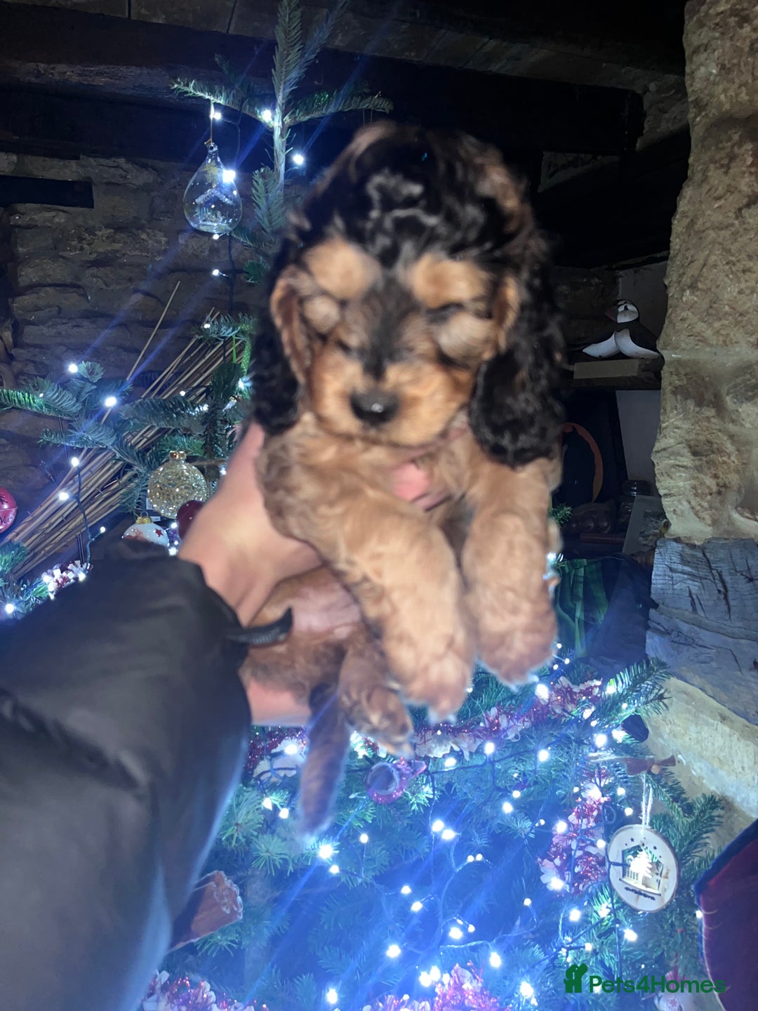 Australian Labradoodle dogs for sale: Gorgeous Australian Labradoodle Puppies  - Advert 24