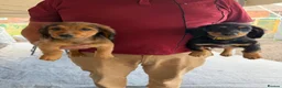 Mixed Breed dogs for sale: Puppies for sale  - Advert 3