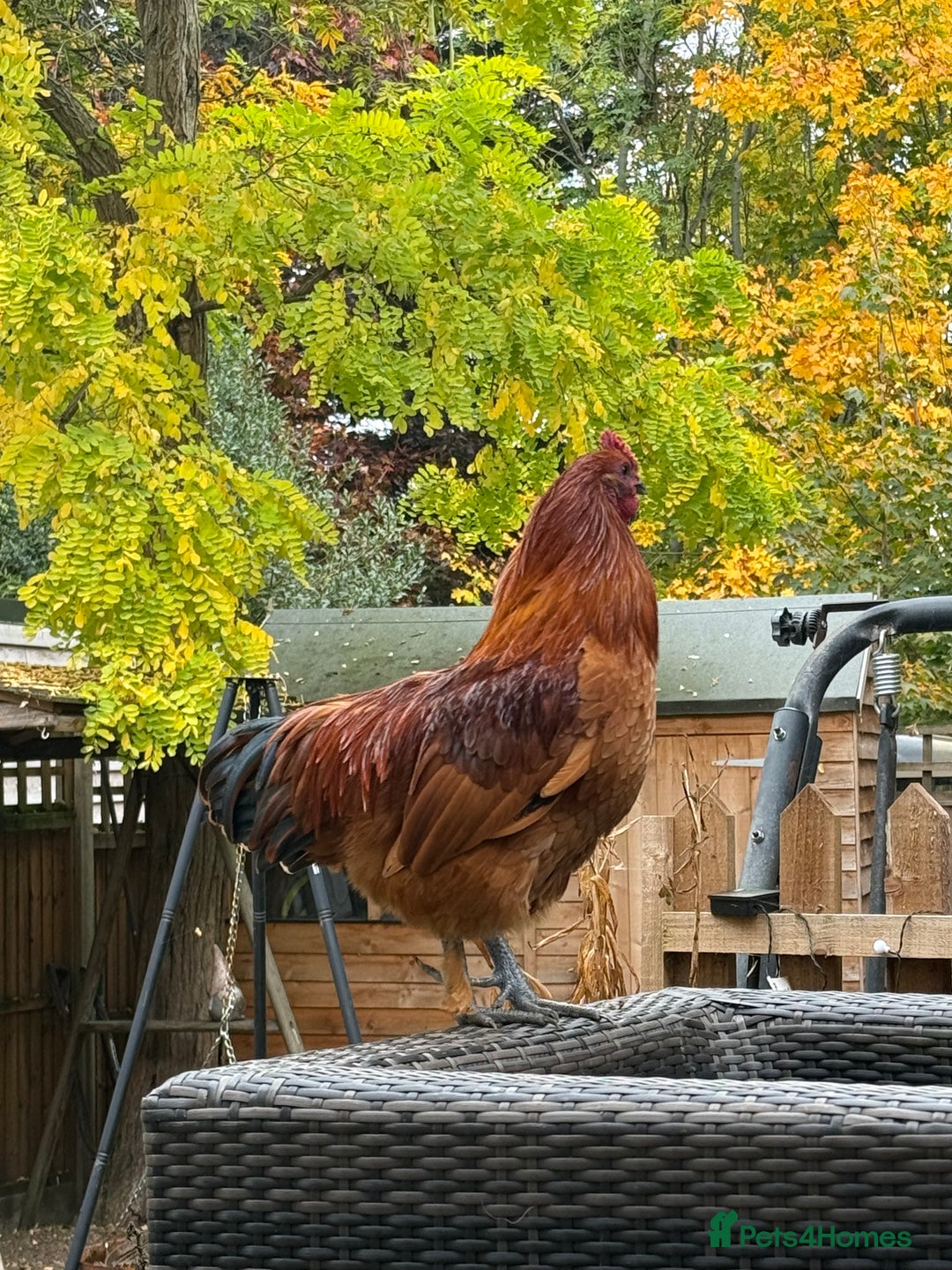 Chickens poultry for sale: 3 silkies mixed cockerels for free to a good home  - Image 5