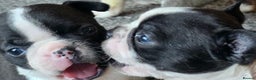 Boston Terrier dogs for sale: Stunning KC Reg Boston Terrier last girl left - Advert 9
