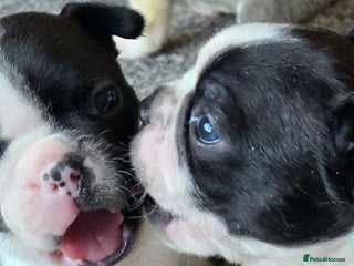 Boston Terrier dogs Stunning KC Reg Boston Terrier4 girls available - Advert 3