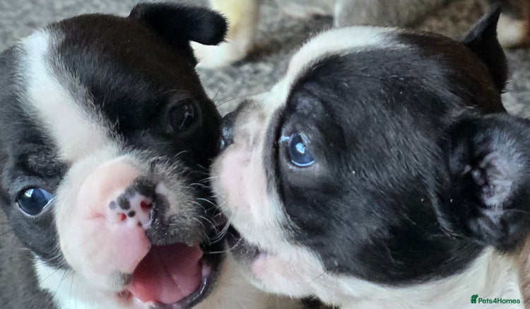 Boston Terrier dogs Stunning KC Reg Boston Terrier4 girls available - Advert 4