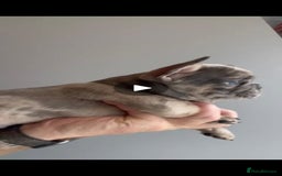 French Bulldog dogs for sale: fully vac Husky Panda Koi Frenchie=last 2ready now - Advert 24