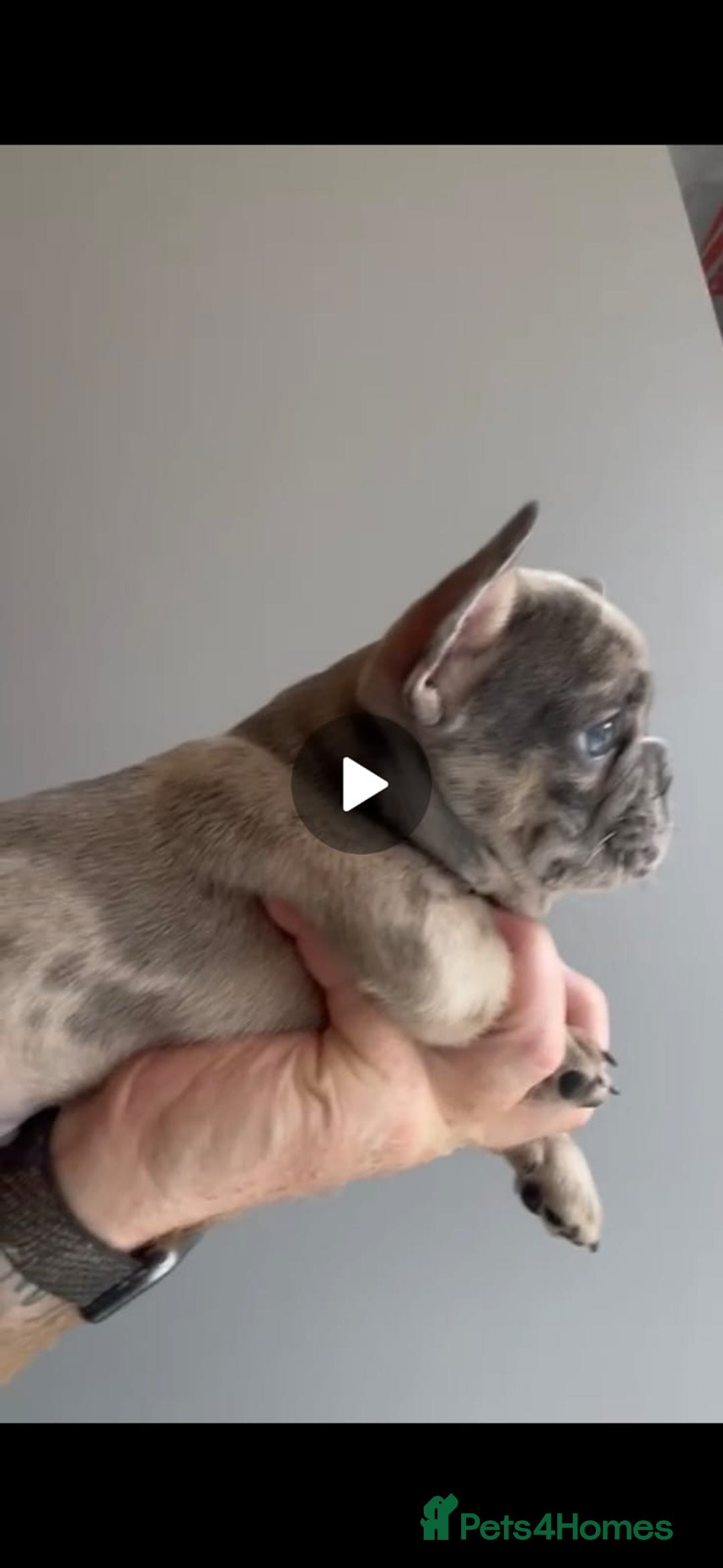 French Bulldog dogs for sale: fully vac Husky Panda Koi Frenchie=last 2ready now - Advert 24
