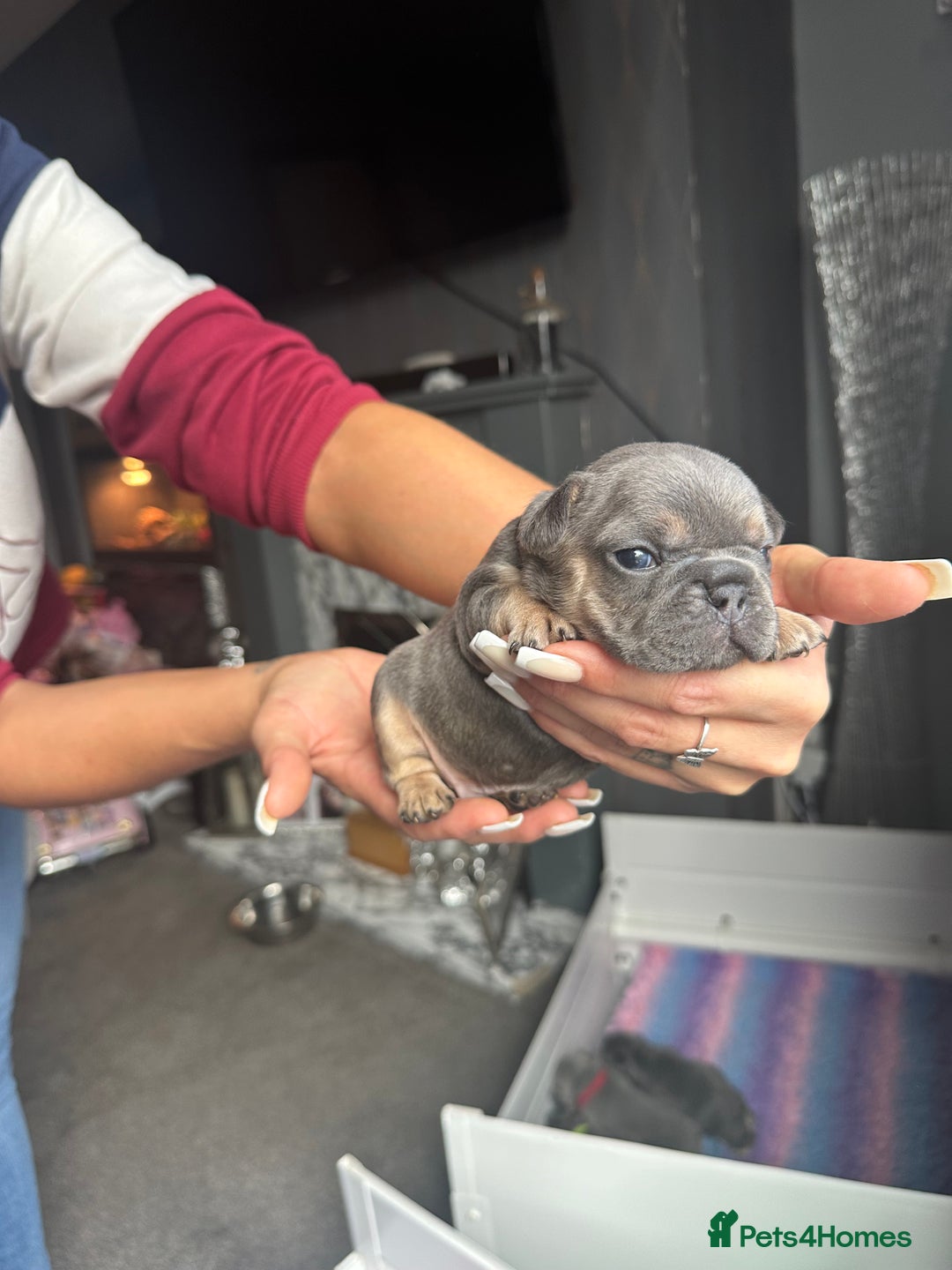 French Bulldog dogs for sale: 2 litters available from Natk9 clinic *JESUS PUPS* - Image 10