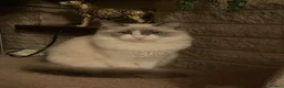 Ragdoll cats for sale: ***Beuatilful Kittys*** in Newcastle Emlyn - Advert 1