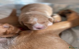 Australian Labradoodle dogs for sale: Australian Labradoodle Puppies F1b - Image 9