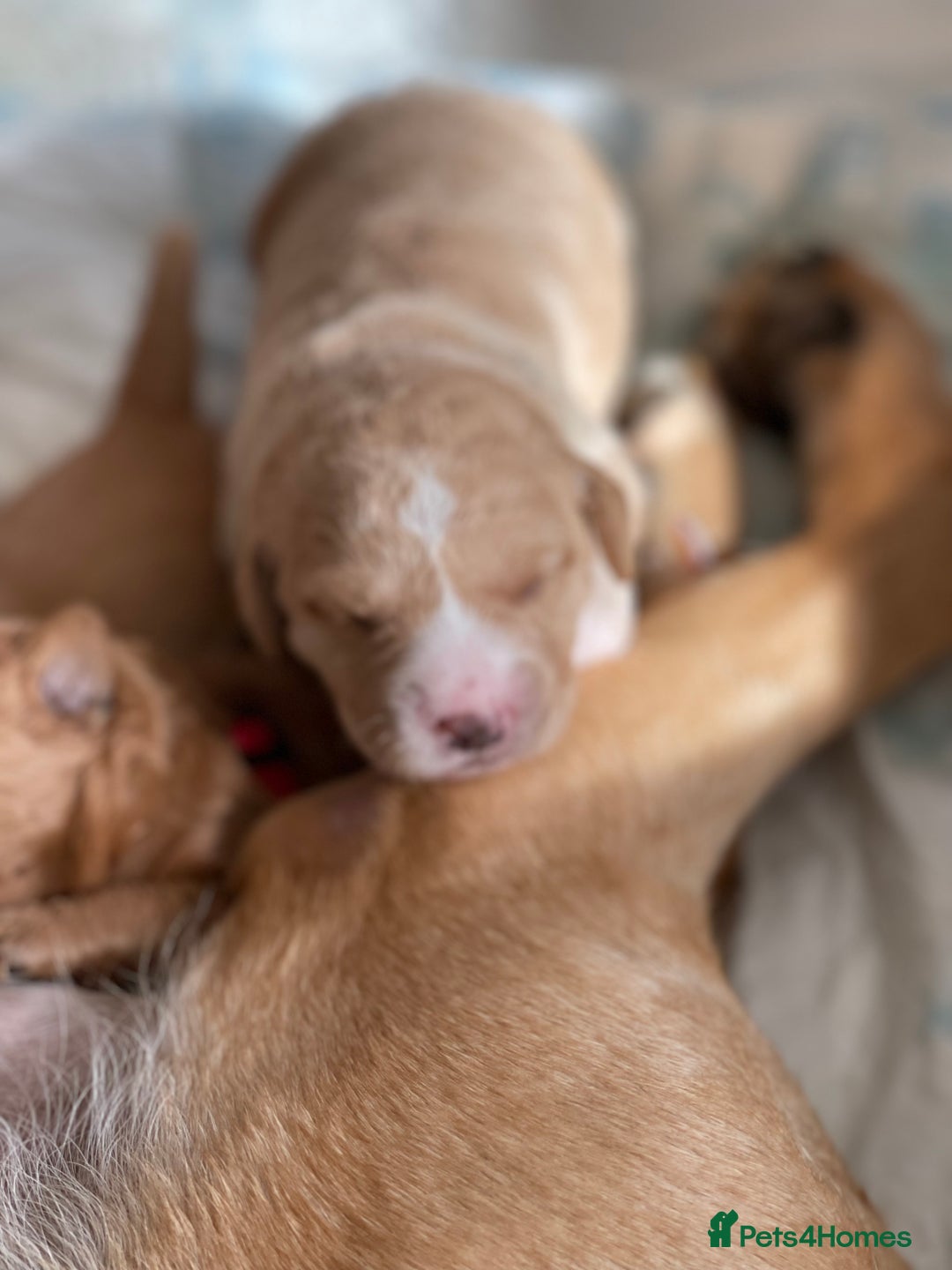 Australian Labradoodle dogs for sale: Australian Labradoodle Puppies F1b - Image 9