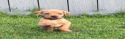 Mixed Breed dogs for sale: F1 Labrador x Vizsla Puppies - Advert 3