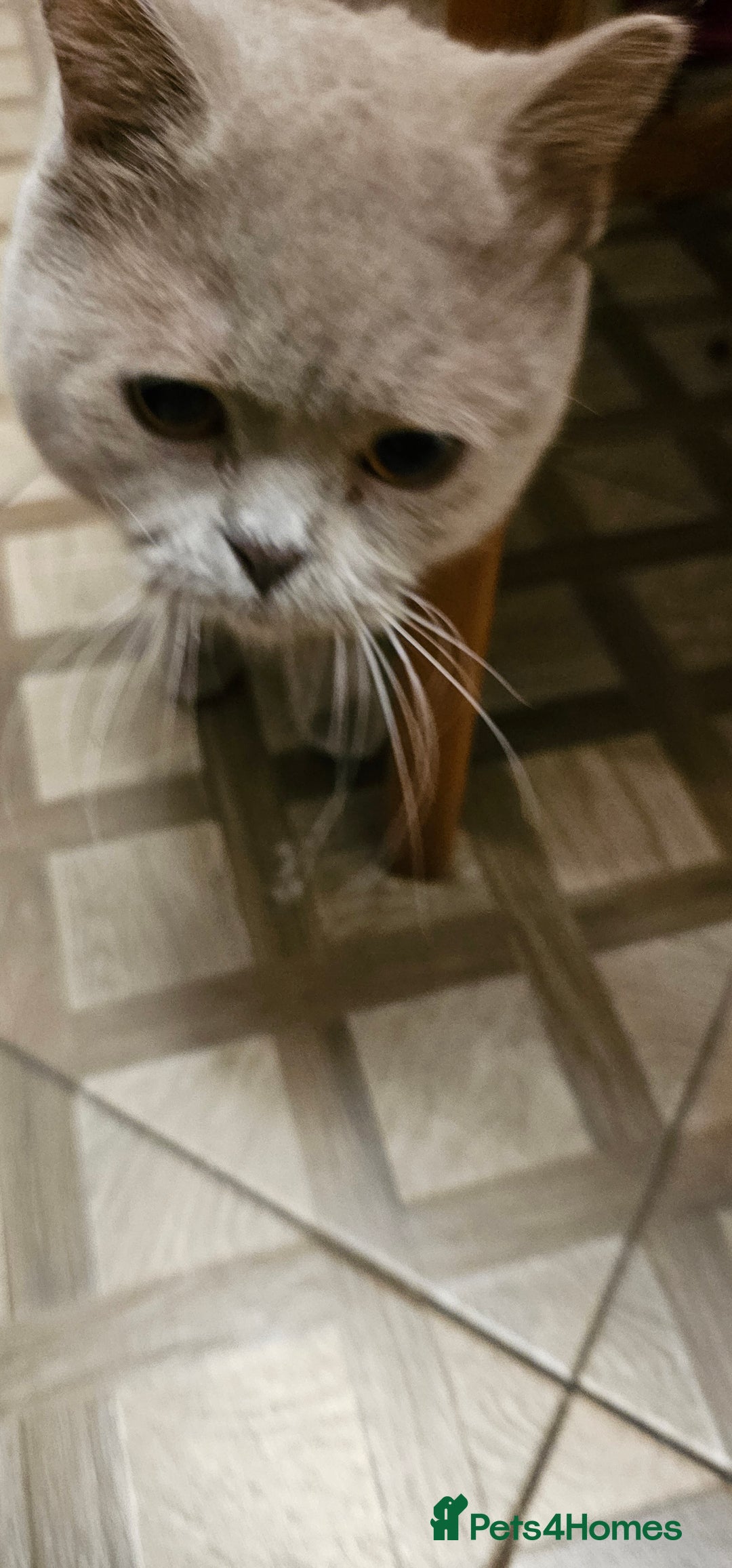 British Shorthair cats for stud: Stud duties - Advert 3