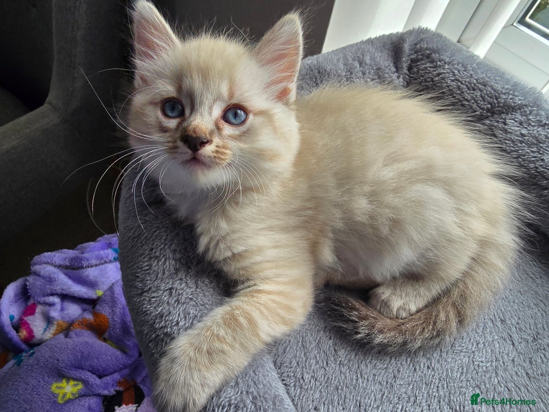 Mixed Breed cats for sale: Two beautiful kittens - Image 6
