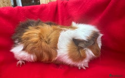 Guinea Pig rodents for sale: Mixed aged females  - Image 12