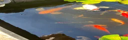 Koi Carp fish for sale: Beautiful golden butterfly Koi in Carmarthen - Advert 8