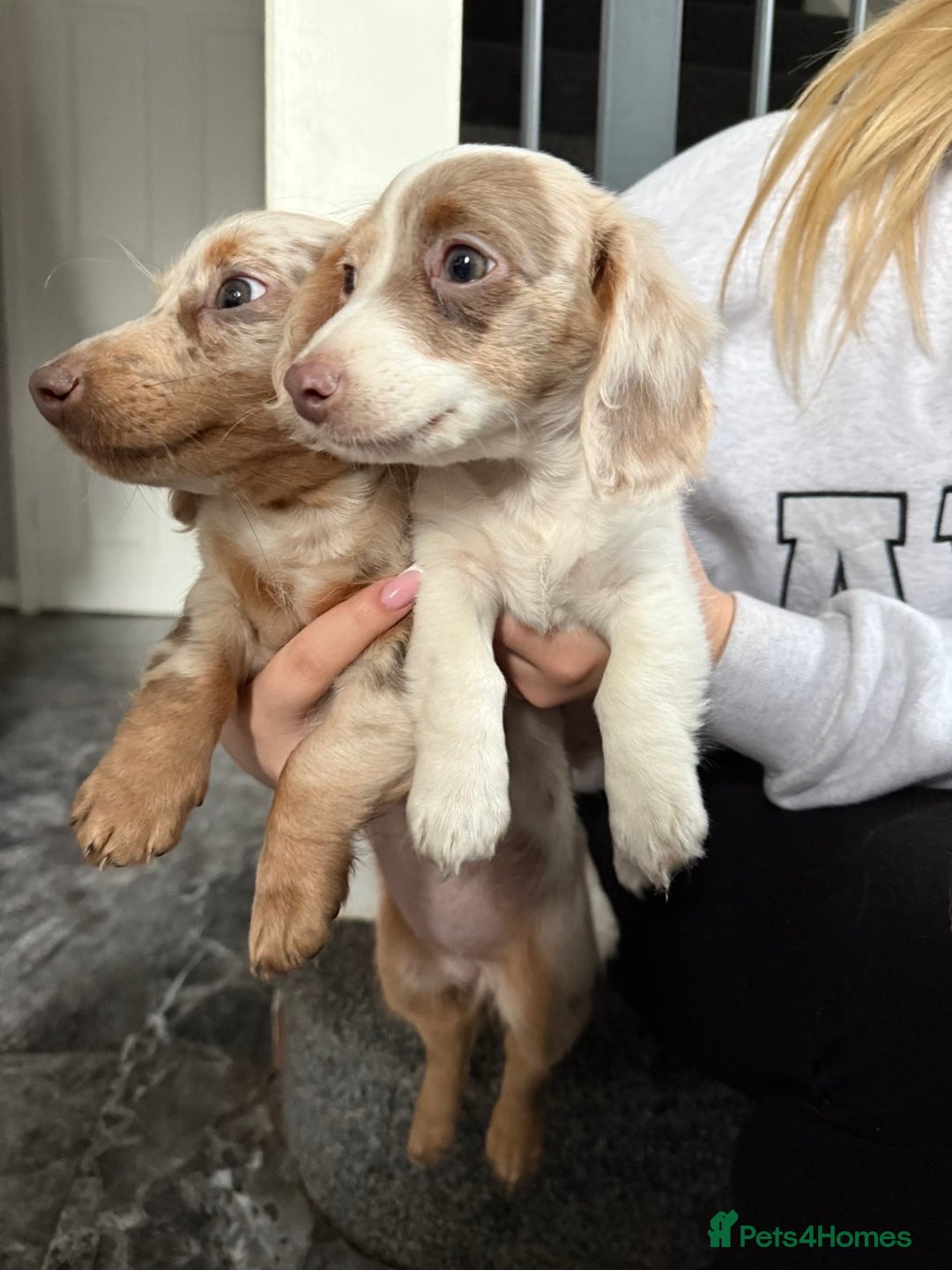 Miniature Dachshund dogs for sale: RE-OPENED AD 2x KC mini long haired 5* ready now  - Advert 3