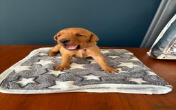 Labrador Retriever dogs for sale: 9 Red Fox Labradors - 3 male 6 female.  - Image 6