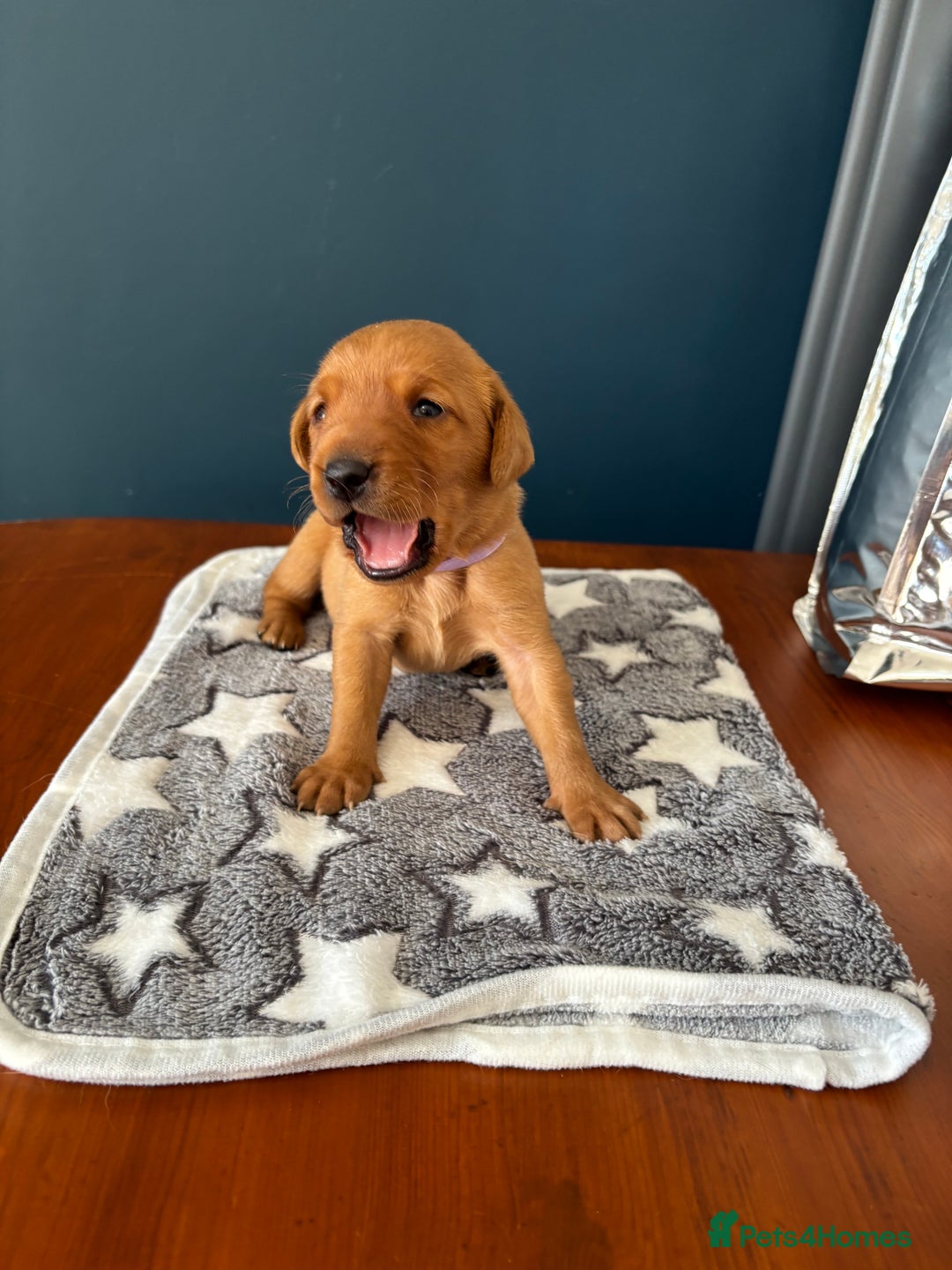 Labrador Retriever dogs for sale: 9 Red Fox Labradors - 3 male 6 female.  - Image 6