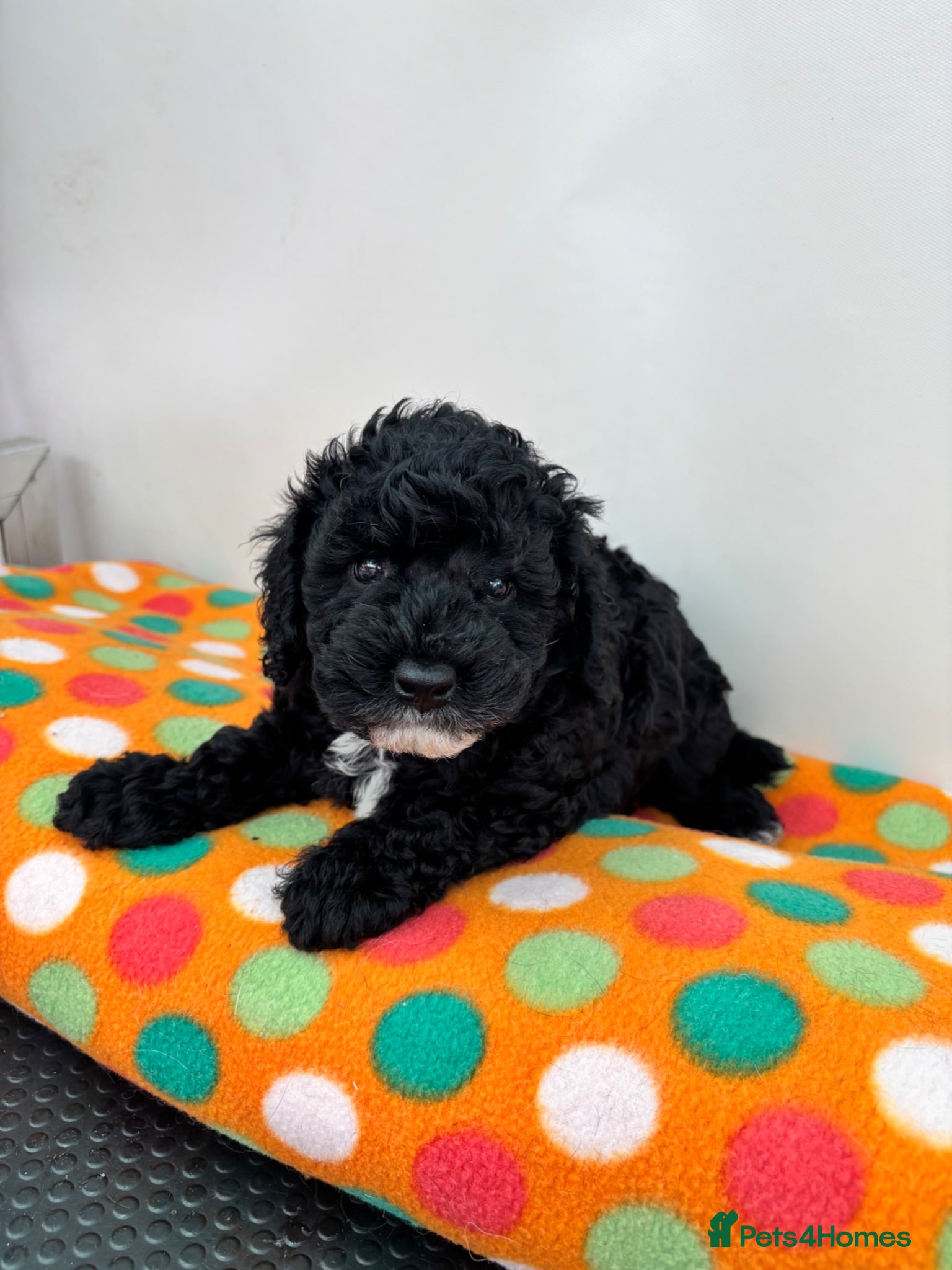 Toy Poodle dogs Toy Poodle boys KC Registered Parents - Advert 5