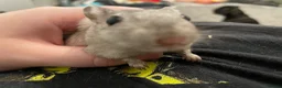 Gerbil rodents for sale: 3 beautiful female gerbils  in Reading - Advert 3