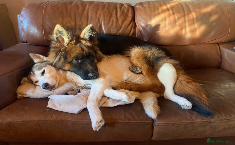 Shepsky dogs - Advert 1