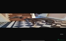 Whippet dogs for sale: 6 gorgeous blue whippet puppies  - Image 26