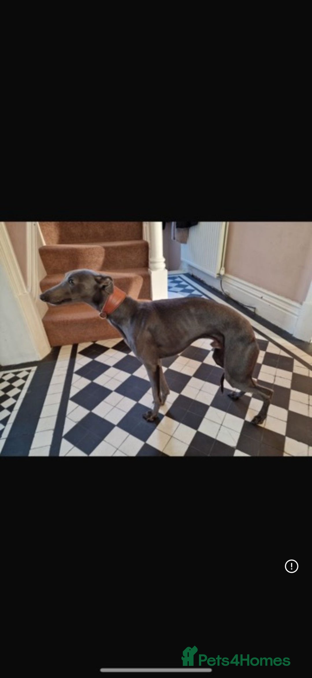 Whippet dogs for sale: 6 gorgeous blue whippet puppies  - Image 26