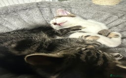 British Shorthair cats for sale: Playful kittens - Image 10