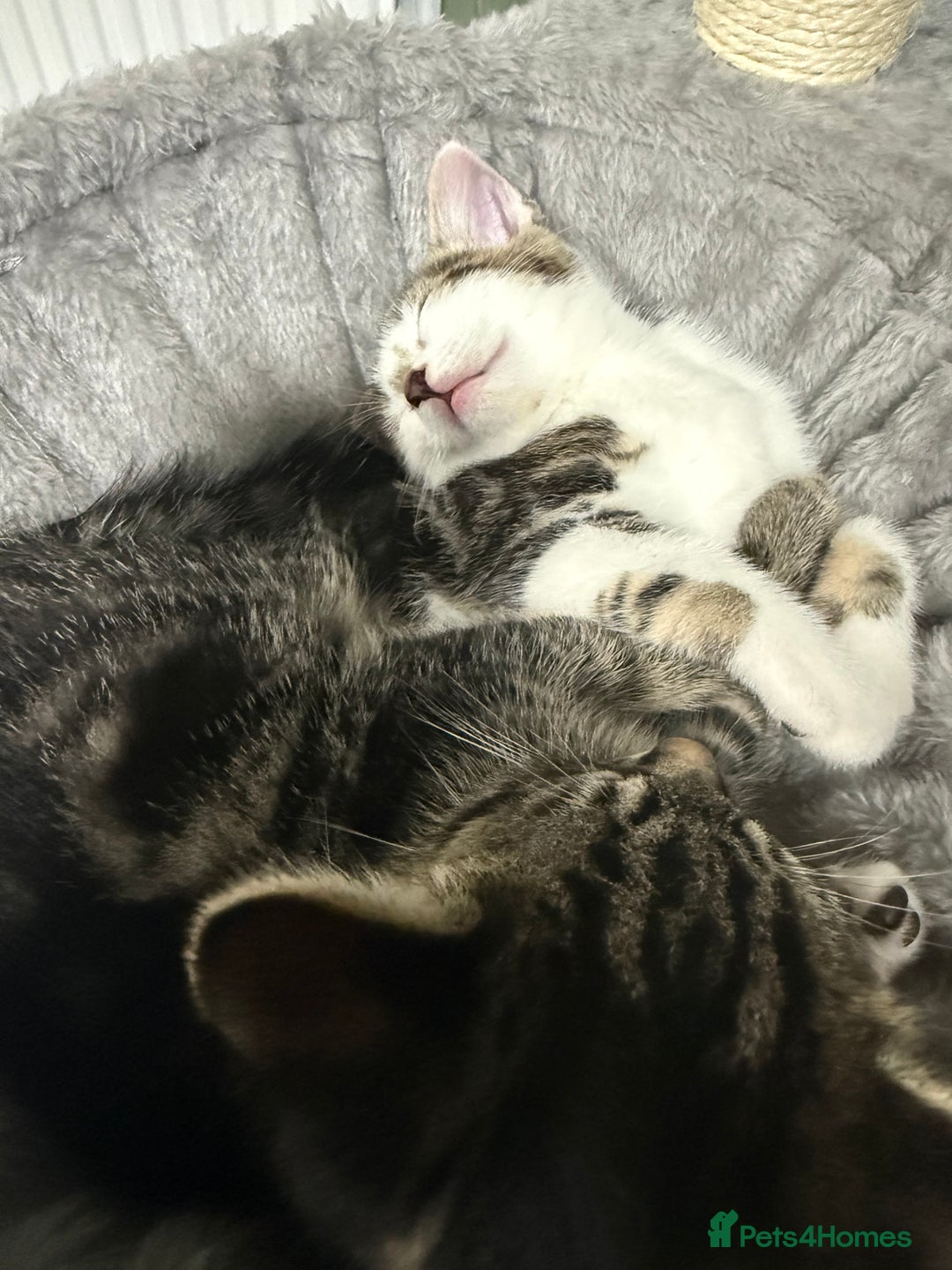 British Shorthair cats for sale: Playful kittens - Image 10