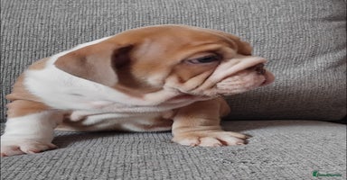 English Bulldog dogs - Advert 5