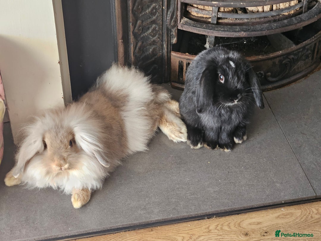 Mini Lion Lop rabbits for sale: Mini Lion & Mini Lop Rabbits 💙💙 - Advert 1