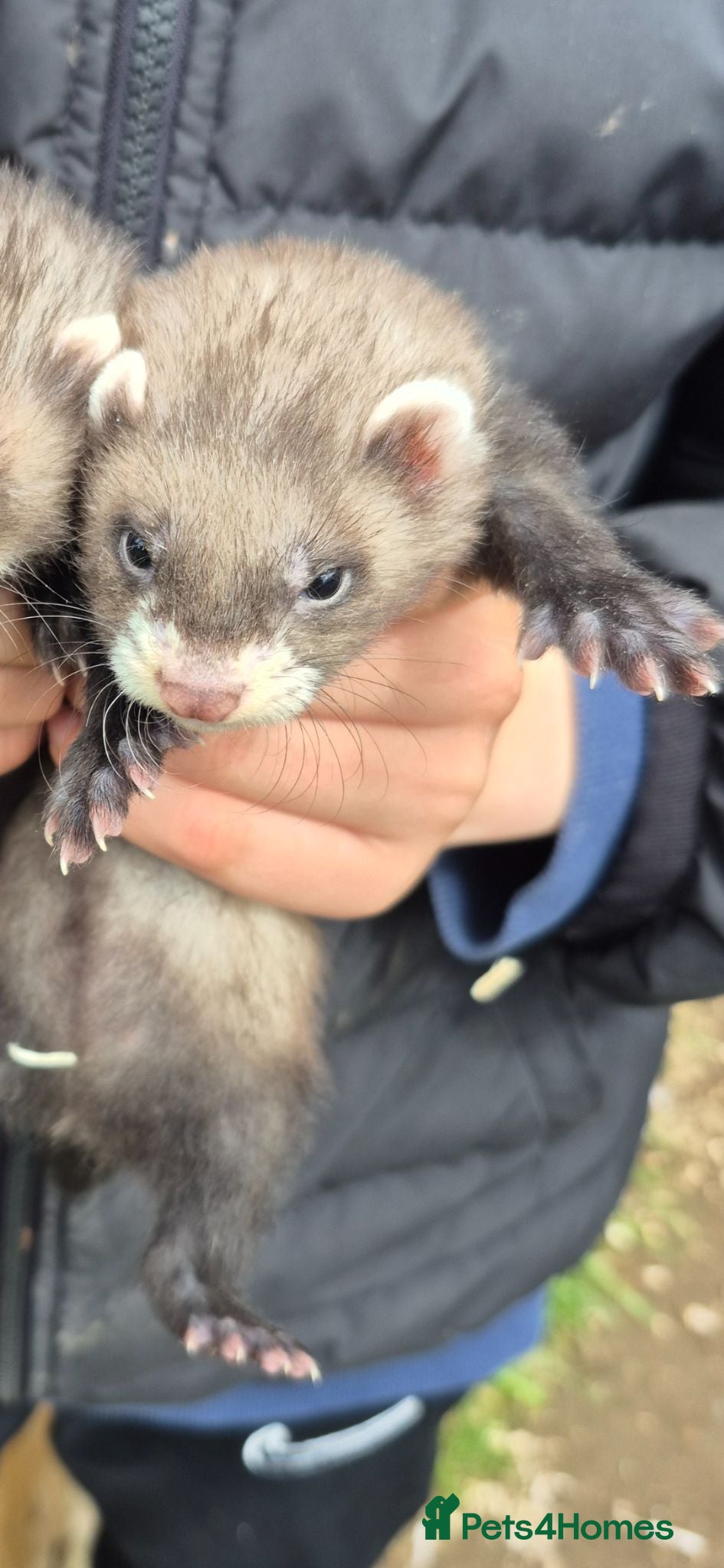 Ferret rodents Ferret kits  for sale  - Advert 8