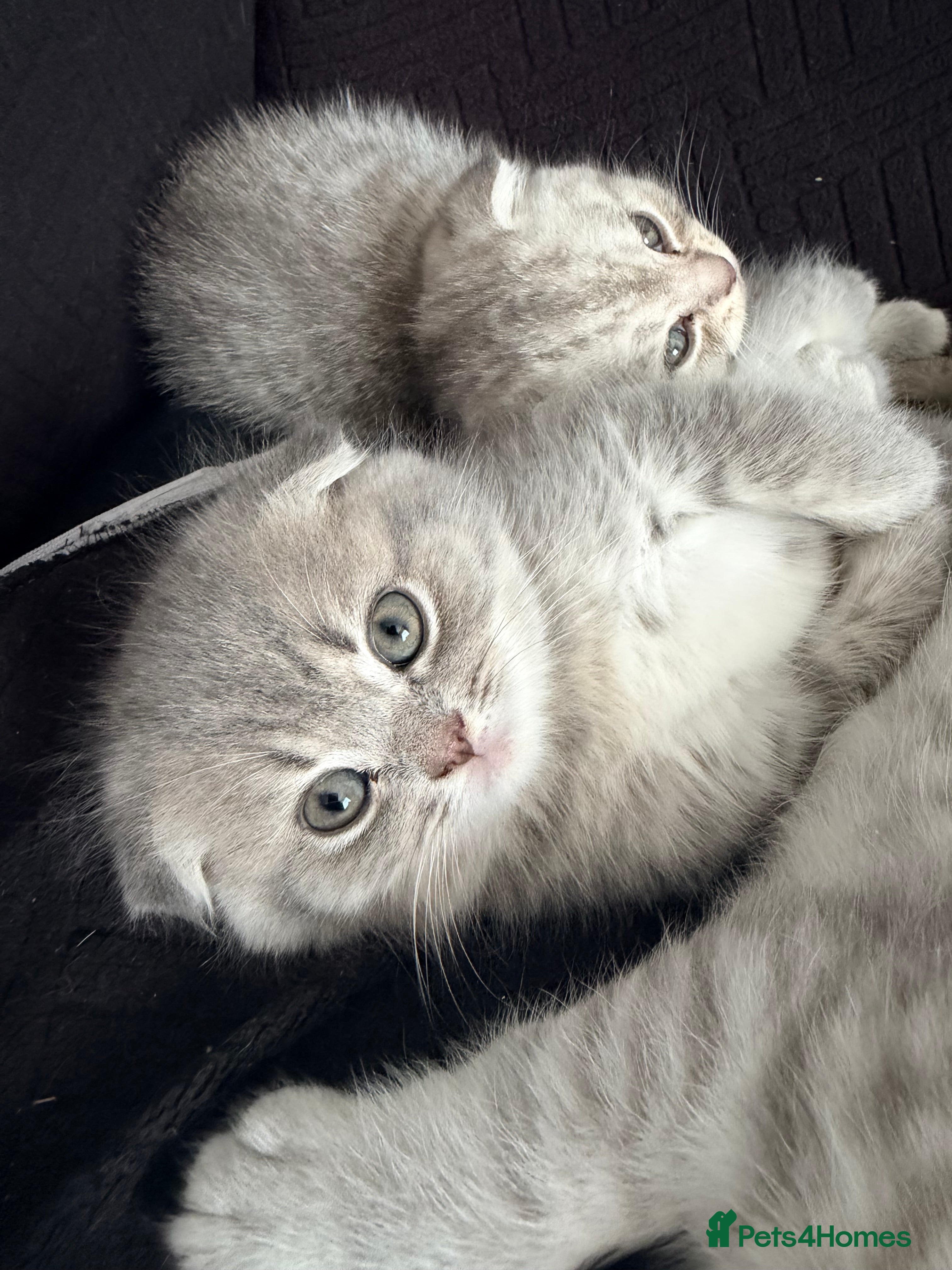 Scottish Fold cats !!! Stunning Scottish fold kittens for sale !!! - Advert 2