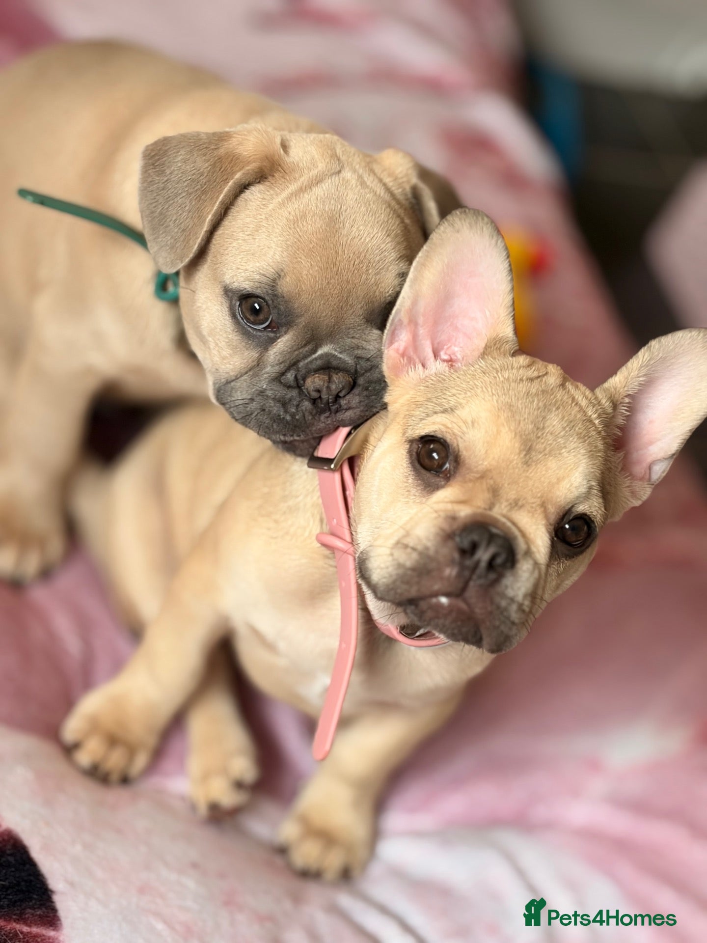 French Bulldog dogs 🩷💙Fully vaccinated KC registered pups 🐾 - Advert 16