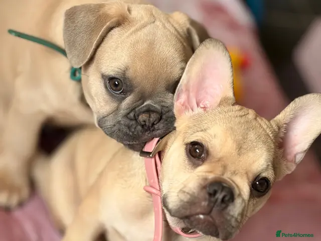 French Bulldog dogs 🩷💙Fully vaccinated KC registered pups 🐾 - Advert 3