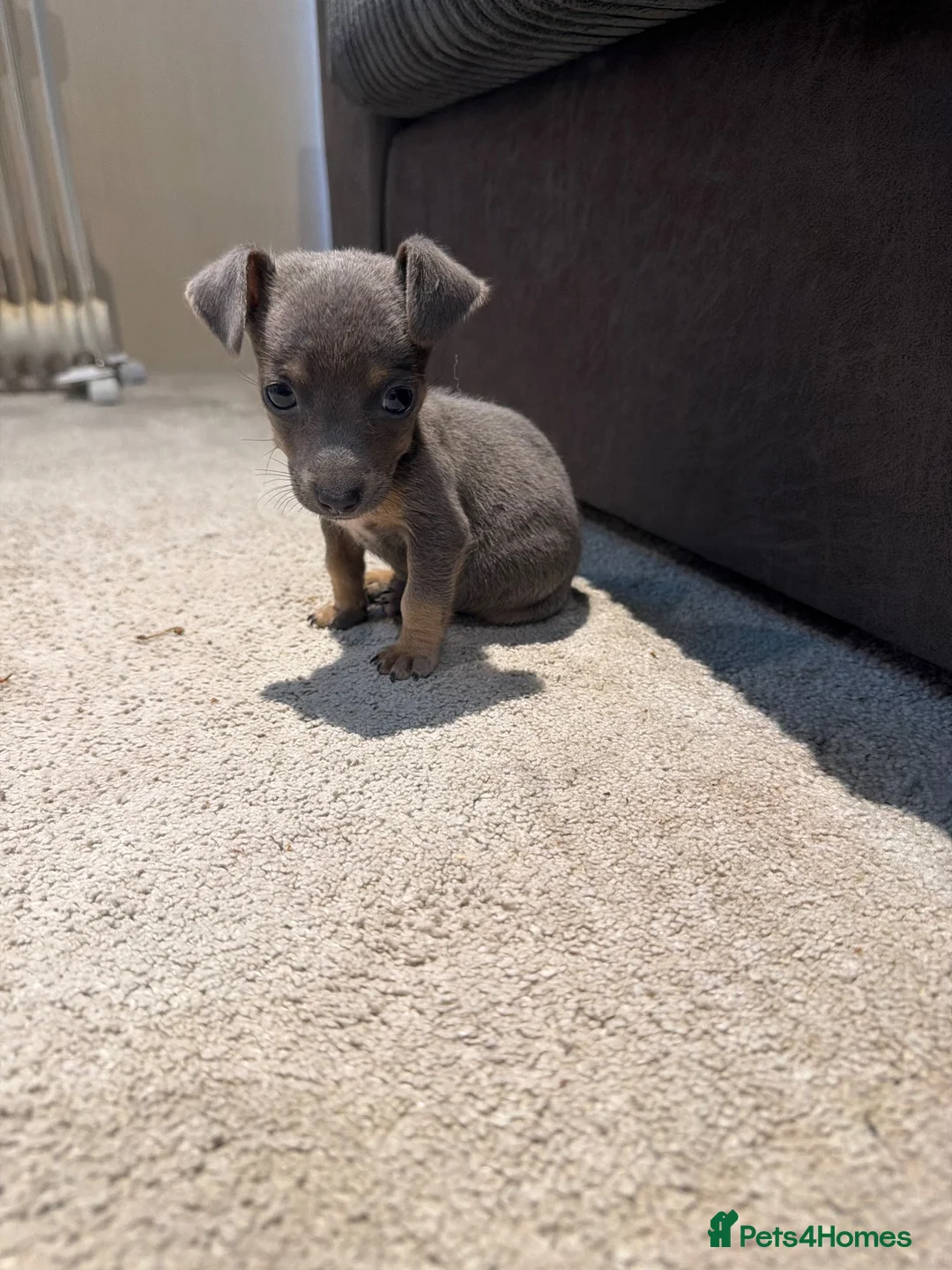 Jack Russell dogs for sale: Lilac and tan Jack russle  - Advert 2