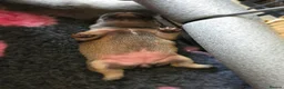 French Bulldog dogs for sale: 2 Beautiful KC registered girls - Advert 12