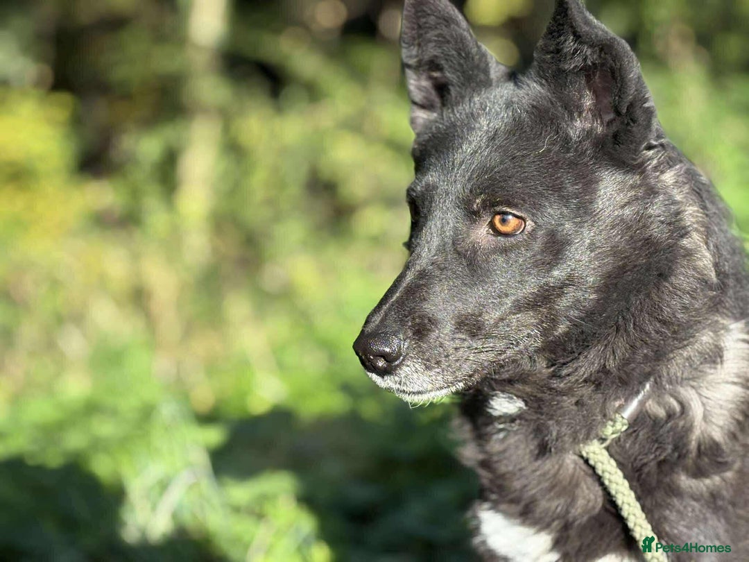 Mixed Breed dogs for adoption: 💕 Nessa 💕 - Advert 2