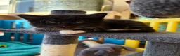 Domestic Shorthair cats for sale: Two beautiful girls  - Advert 10