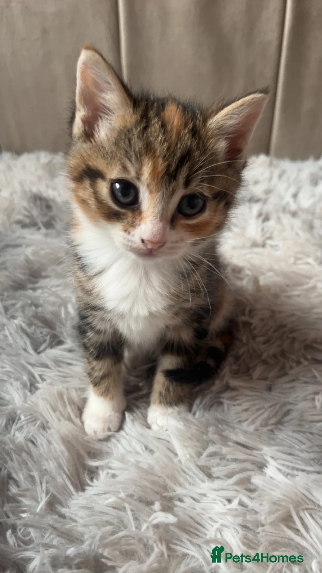 Mixed Breed cats for sale: Half Maine coon kittens calico  - Advert 13