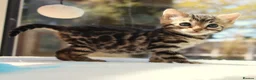 Bengal cats for sale: CUTE BENGAL FEMALE (TICA REG) - Advert 11