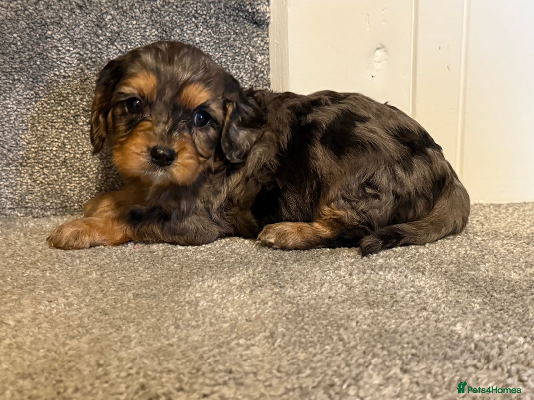 Cavapoo dogs for sale: Lavender  and rose gold merle cavapoos   - Advert 3