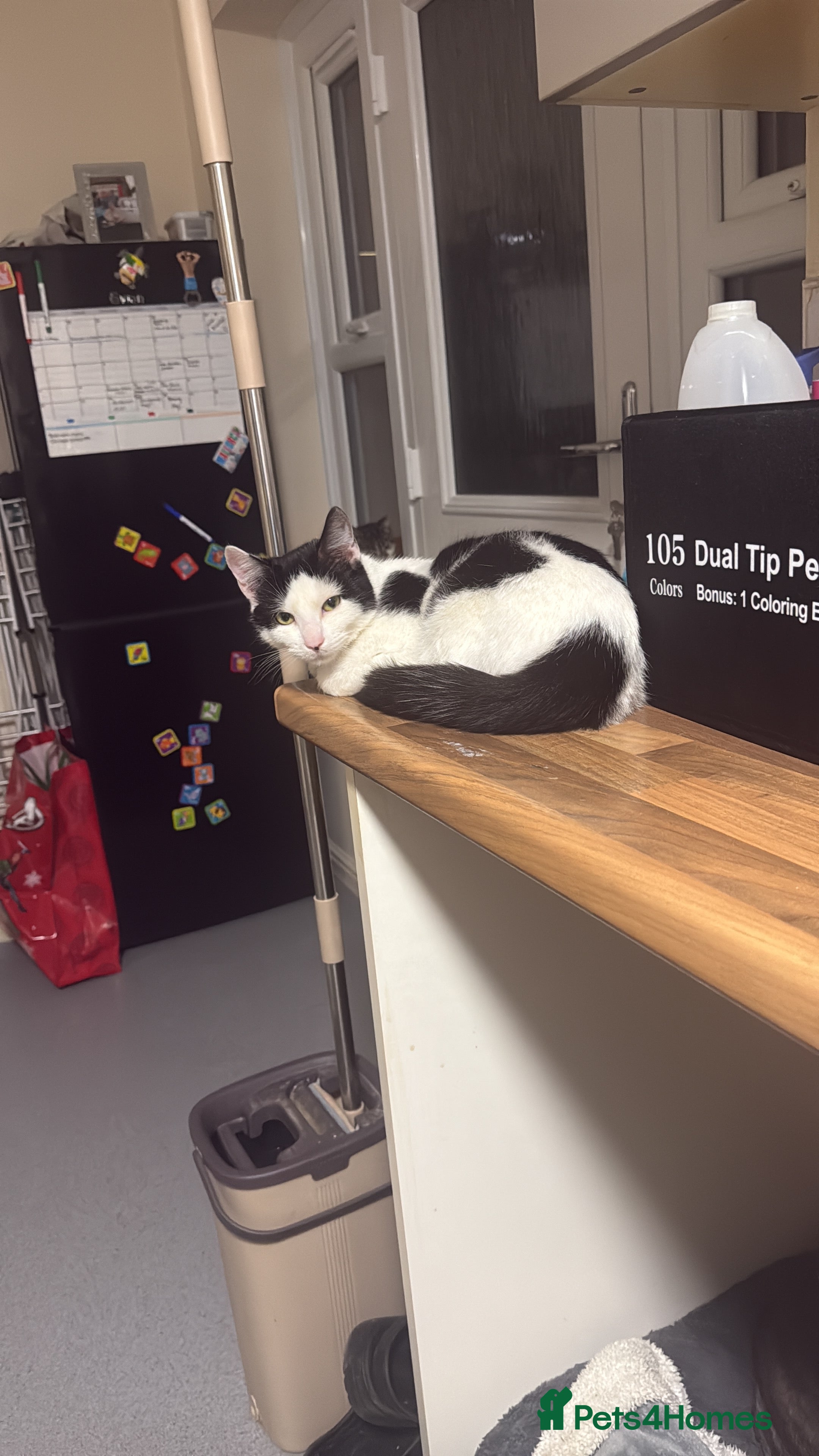 American Shorthair cats male kitten 8 months - Advert 3