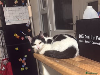 American Shorthair cats male kitten 8 months - Advert 1