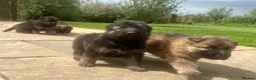 German Shepherd dogs for sale: Stunning German Shepherd puppies for sale  in Templecombe - Advert 16