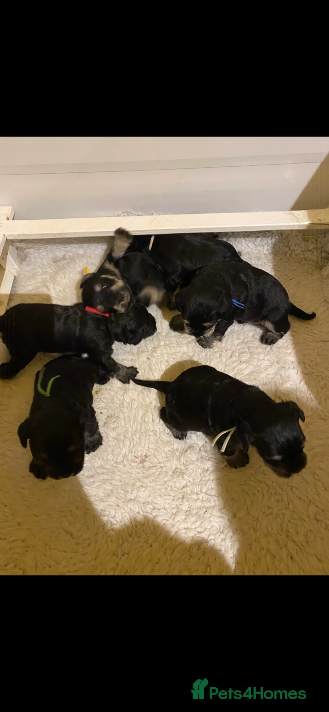 Miniature Schnauzer dogs for sale: Miniature schnauzers  - Advert 6