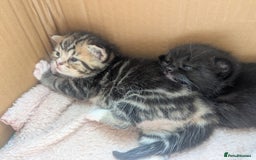 Mixed Breed cats for sale: 2 Sisters 1 Tabby and 1 Tuxedo Persian Mix - Image 27