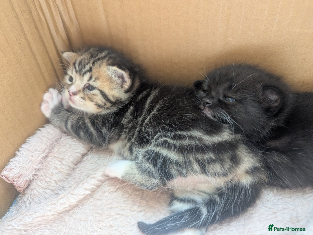 Mixed Breed cats for sale: 2 Sisters 1 Tabby and 1 Tuxedo Persian Mix - Image 27