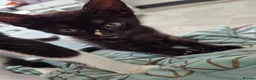 British Shorthair cats for sale: Stripy Black Kitten - Advert 6