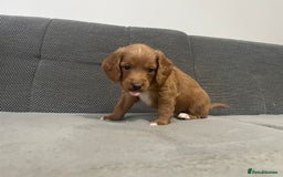 Cockapoo dogs for sale: Beautiful Cockapoo Puppies – Ready Soon  - Image 11