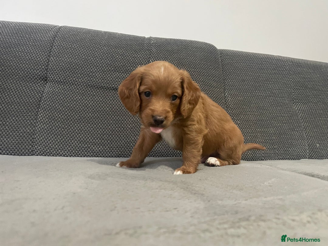 Cockapoo dogs for sale: Beautiful Cockapoo Puppies – Ready Soon  - Image 11